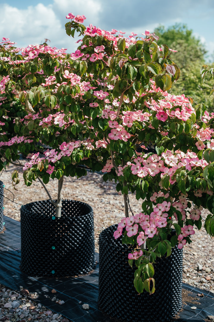 Cornus kousa Satomi - Japanese Dogwood Websized