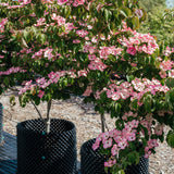 Cornus kousa Satomi - Japanese Dogwood Websized