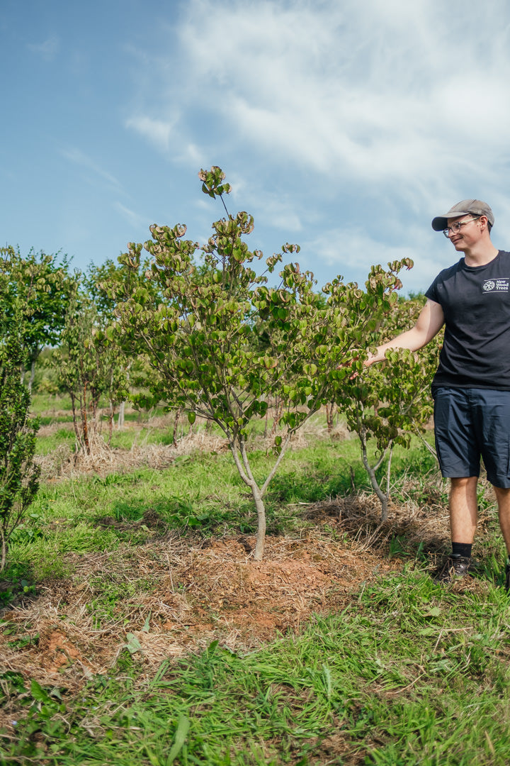 Cornus kousa 'Satomi' NWT Products 25 26 0005