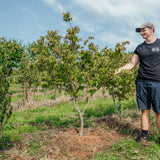 Cornus kousa 'Satomi' NWT Products 25 26 0005