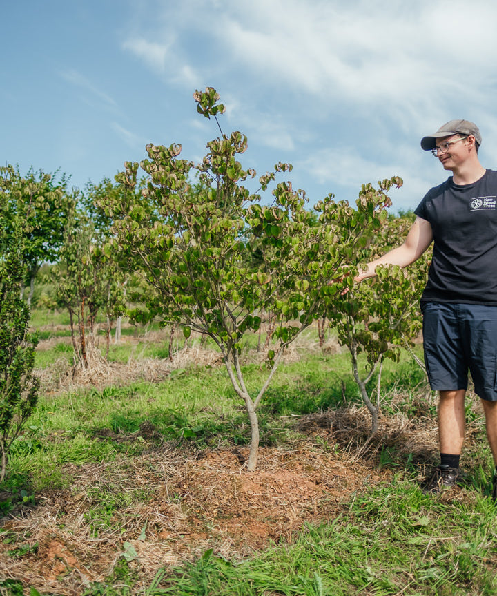 Cornus kousa 'Satomi' NWT Products 25 26 0005