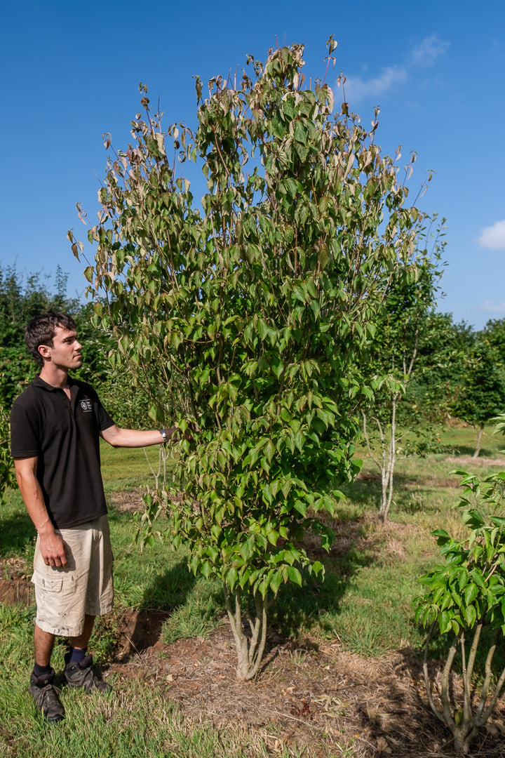Cornus kousa chinensis 'China girl' NWT Products 25 26 0004