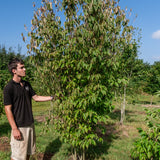 Cornus kousa chinensis 'China girl' NWT Products 25 26 0004