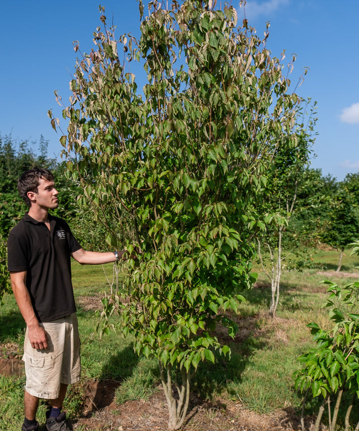 Cornus kousa chinensis 'China girl' NWT Products 25 26 0004