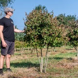 Cornus kousa chinensis NWT Products 25 26 0004