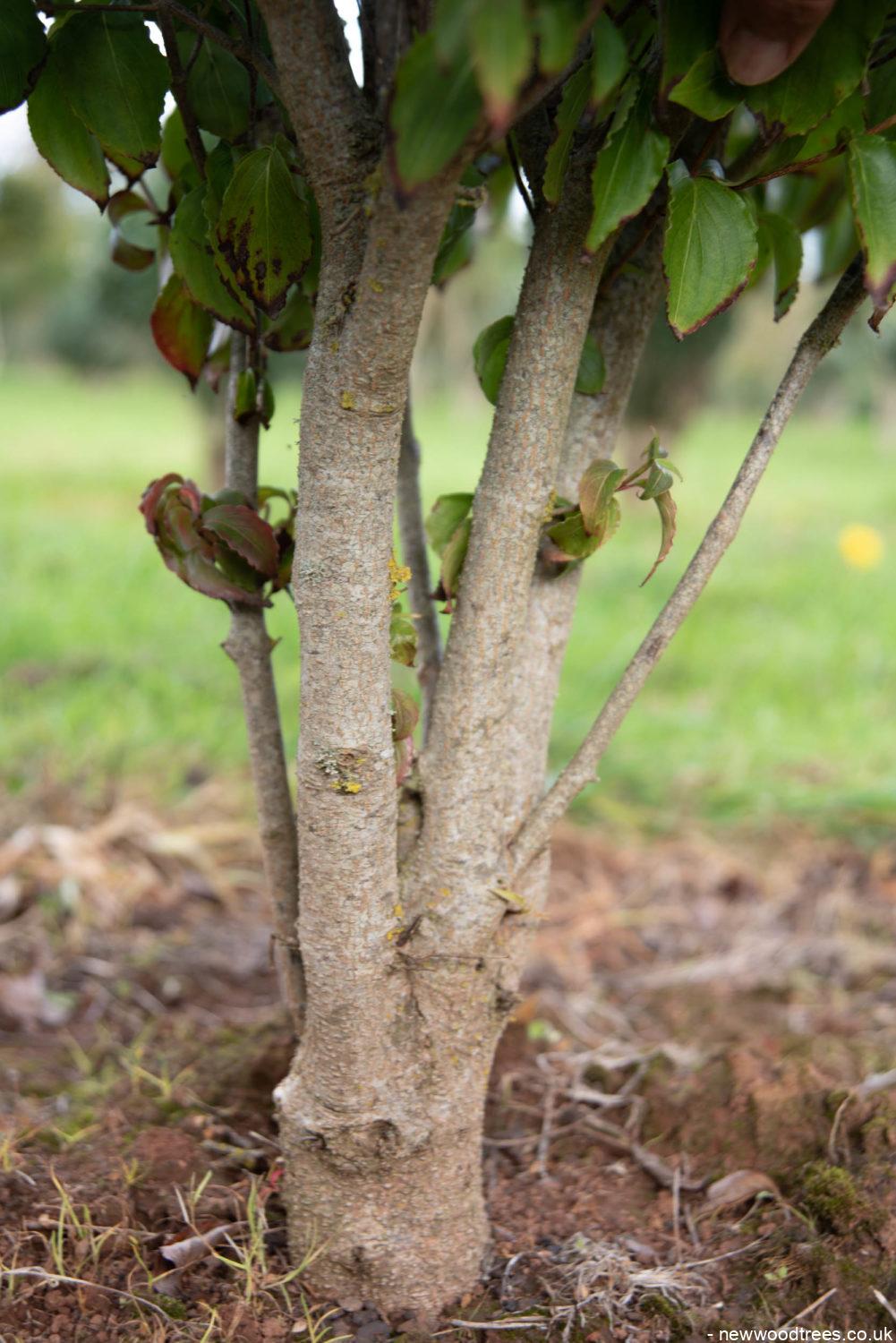 Cornus kousa var. chinensis 1001x1500 1