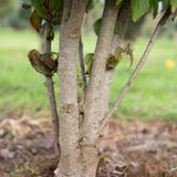 Cornus kousa var. chinensis 1001x1500 1
