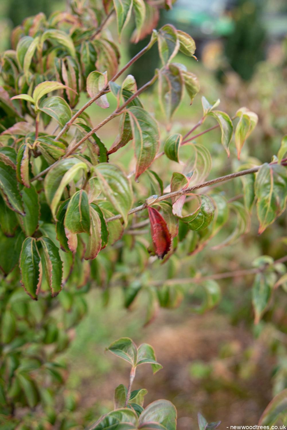 Cornus kousa var. chinensis 2 1001x1500 1
