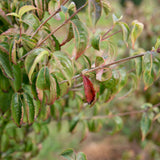 Cornus kousa var. chinensis 2 1001x1500 1