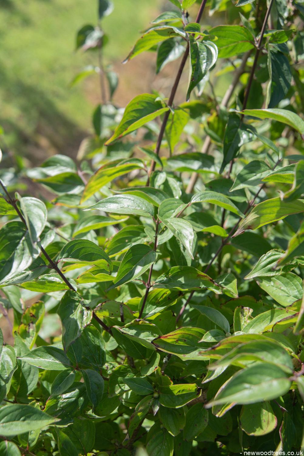 Cornus mas 1001x1500 1