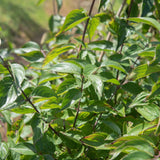 Cornus mas 1001x1500 1