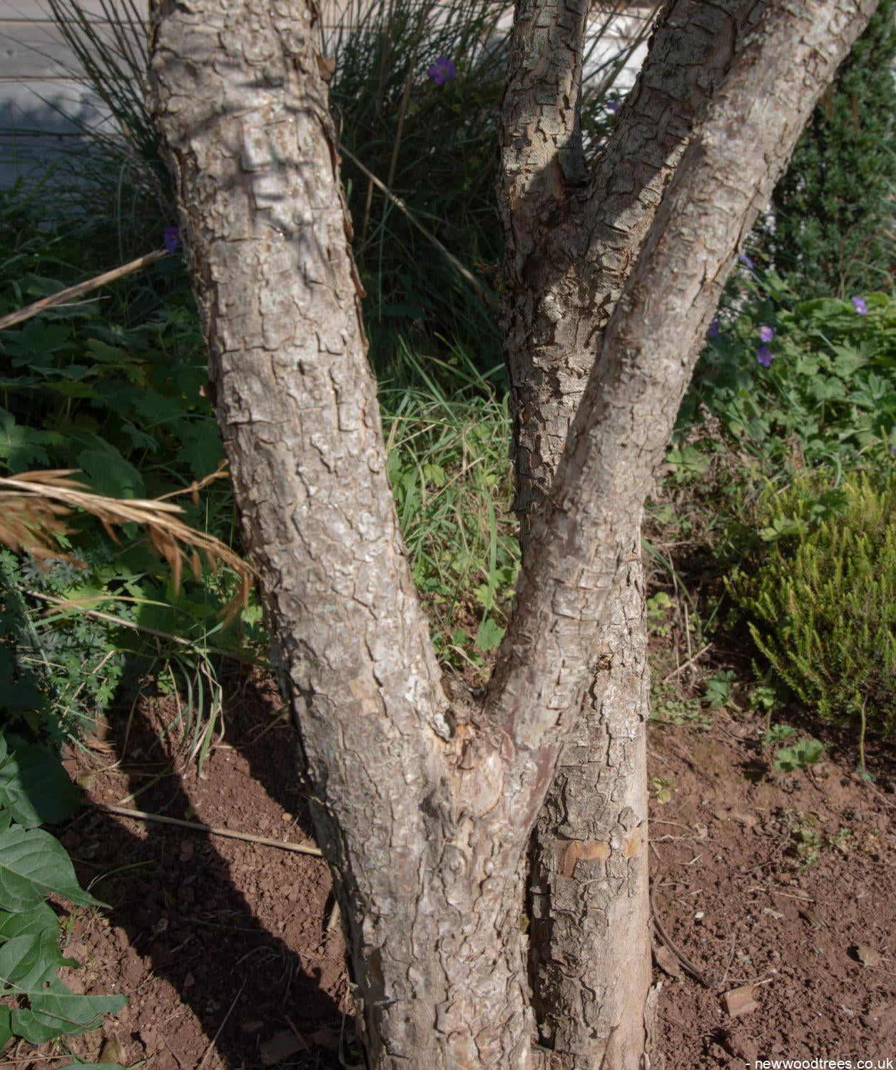 Cornus mas 2 1256x1500 1