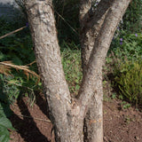 Cornus mas 2 1256x1500 1