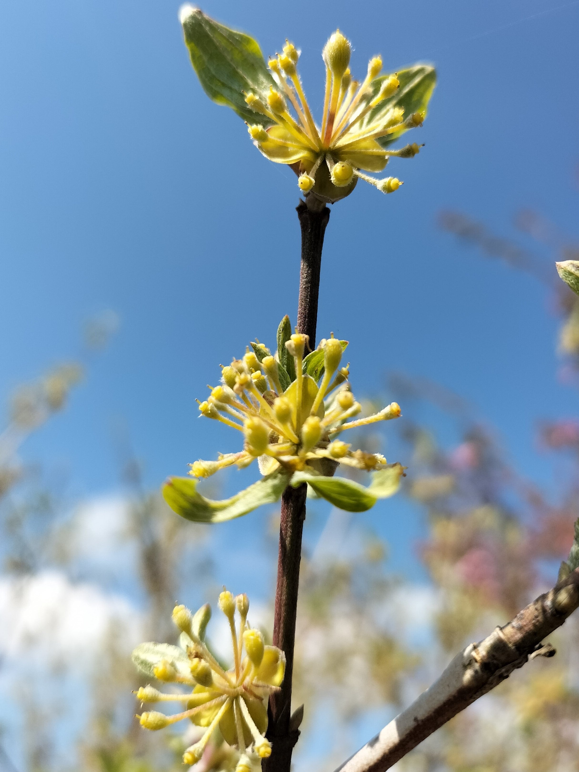 Cornus mas flower scaled