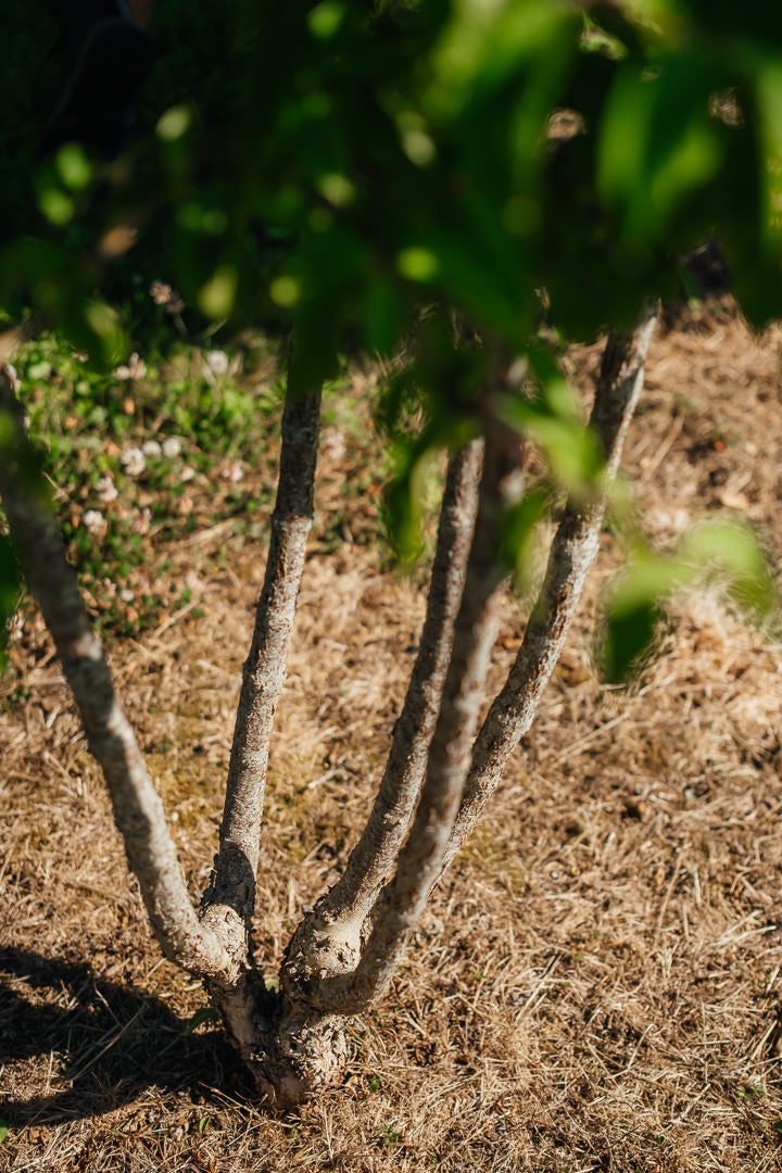 Cornus mas New Wood Trees 25 26 0006