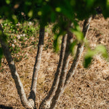 Cornus mas New Wood Trees 25 26 0006