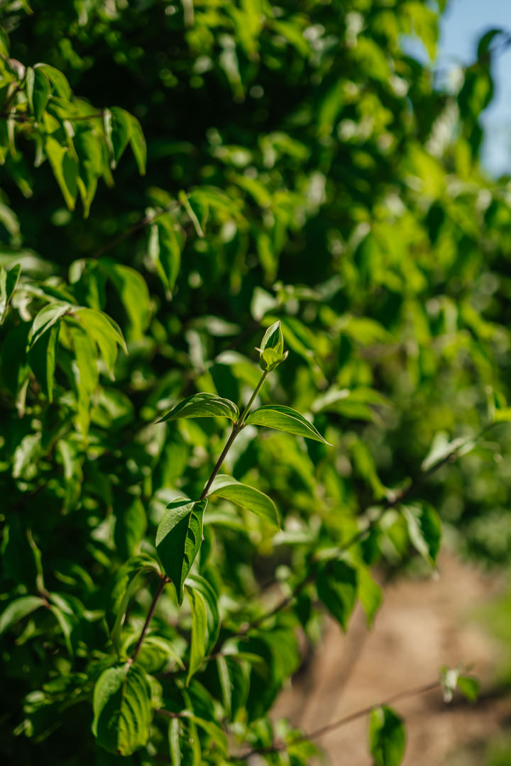 Cornus mas New Wood Trees 25 26 0007