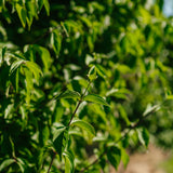 Cornus mas New Wood Trees 25 26 0007