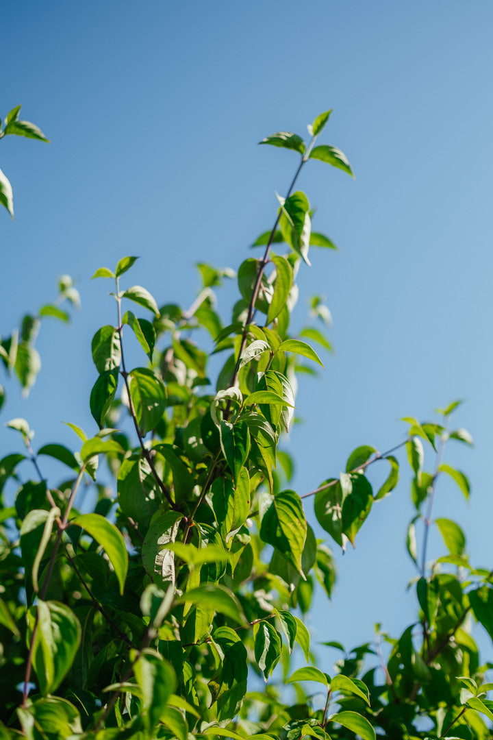 Cornus mas New Wood Trees 25 26 0008