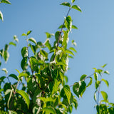 Cornus mas New Wood Trees 25 26 0008