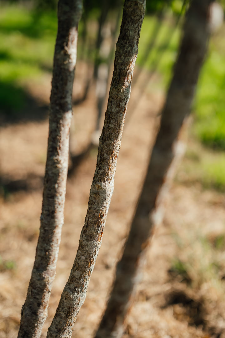 Cornus mas New Wood Trees 25 26 0010