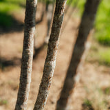 Cornus mas New Wood Trees 25 26 0010