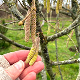 Corylus avellana - Hazel