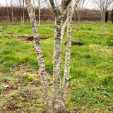 Corylus avellana - Hazel