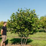 Corylus avallana New Wood Trees 25 26 0002 Edit