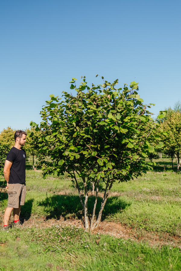 Corylus avallana New Wood Trees 25 26 0002 Edit