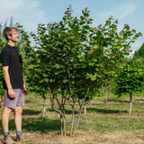Corylus Avellana 2 - NWT 2024 Stock photos