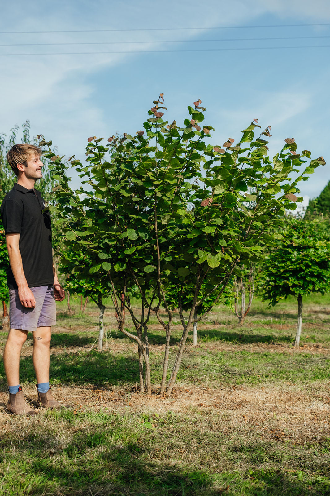 Corylus Avellana 2 - NWT 2024 Stock photos