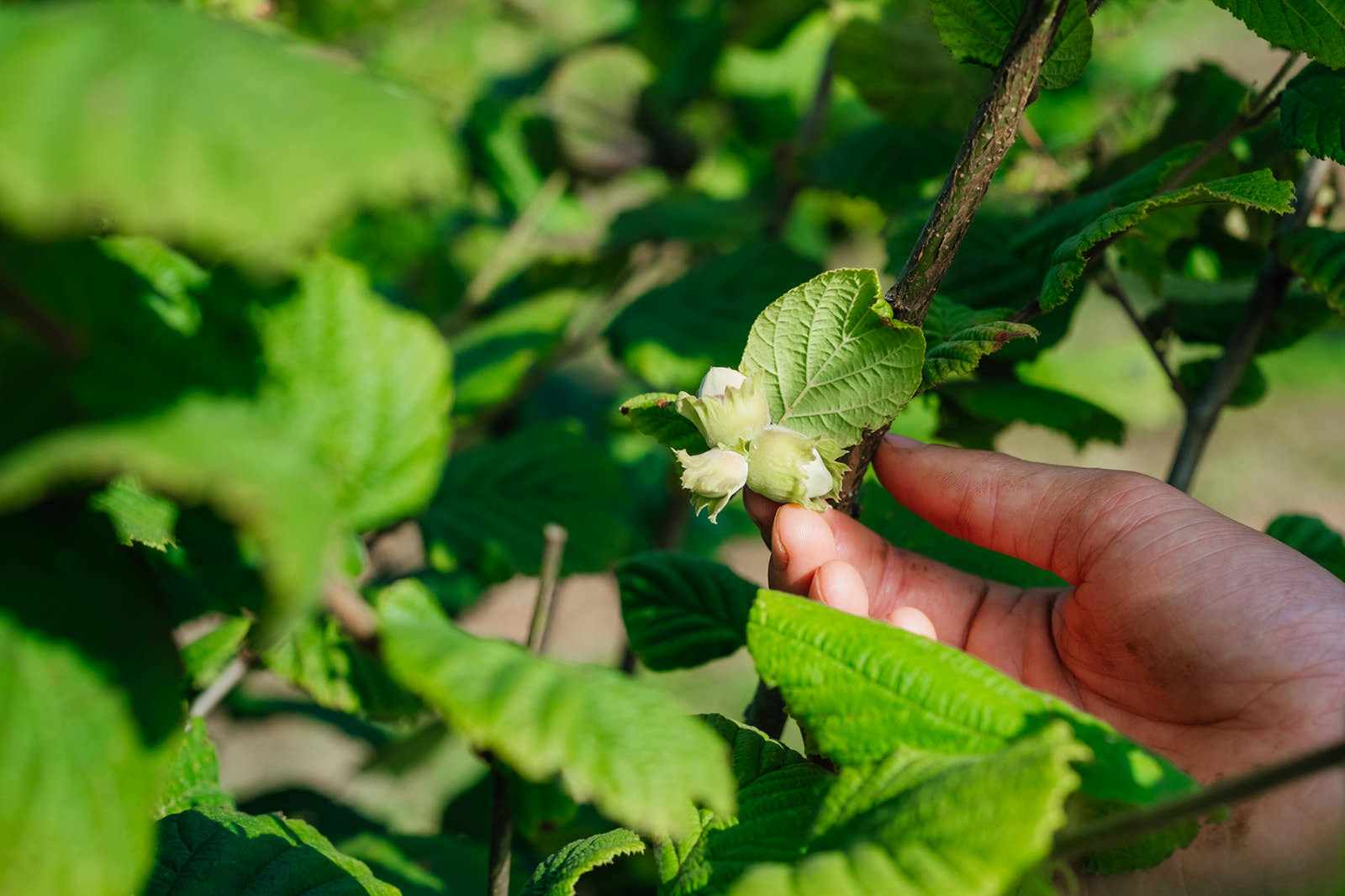 Corylus Avellana close up NWT 2024 Stock photos
