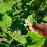 Corylus Avellana close up NWT 2024 Stock photos