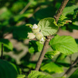 Corylus Avellana close up 3 NWT 2024 Stock photos