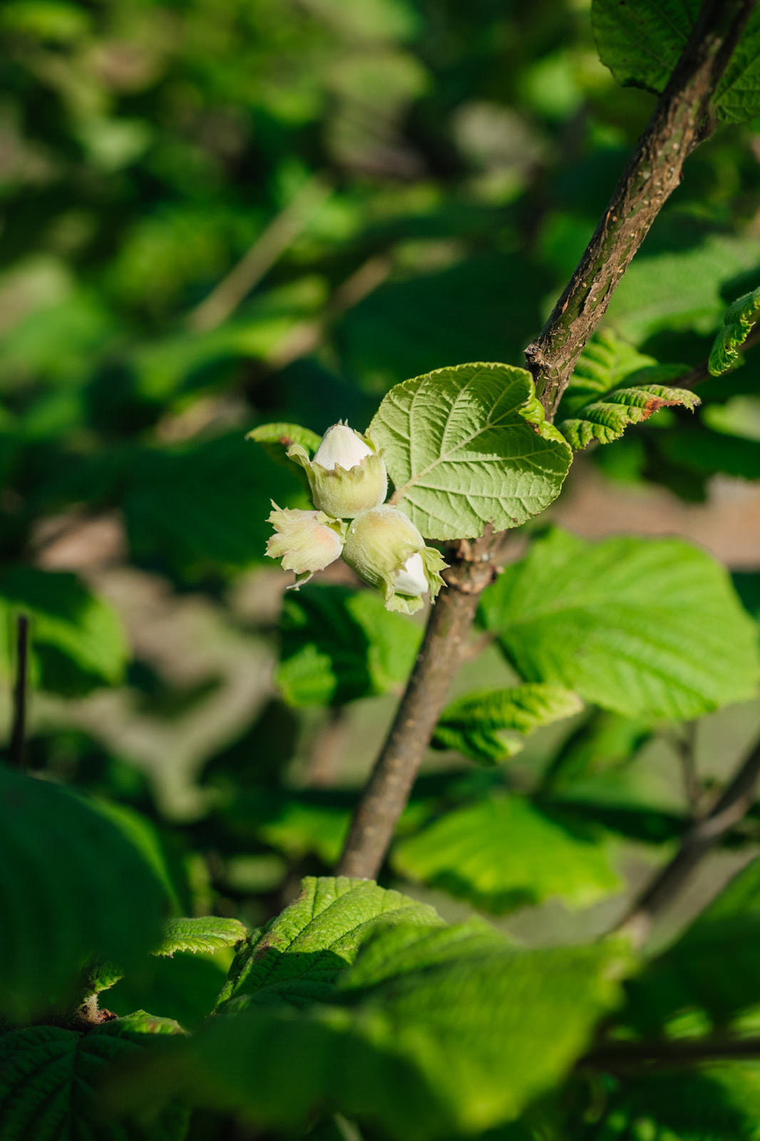 Corylus Avellana close up 3 NWT 2024 Stock photos
