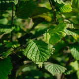 Corylus Avellana close up leaves NWT 2024 Stock photos