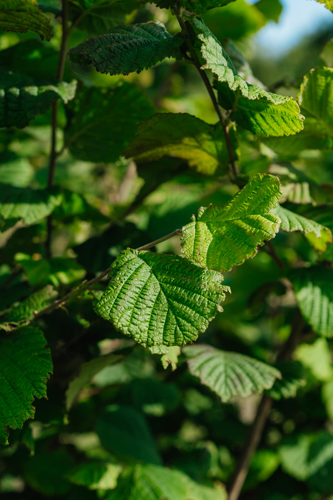 Corylus Avellana close up leaves NWT 2024 Stock photos