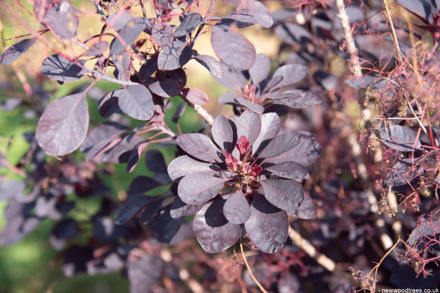 Cotinus coggygria ‘Royal Purple 1500x1001 1