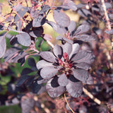Cotinus coggygria ‘Royal Purple 1500x1001 1