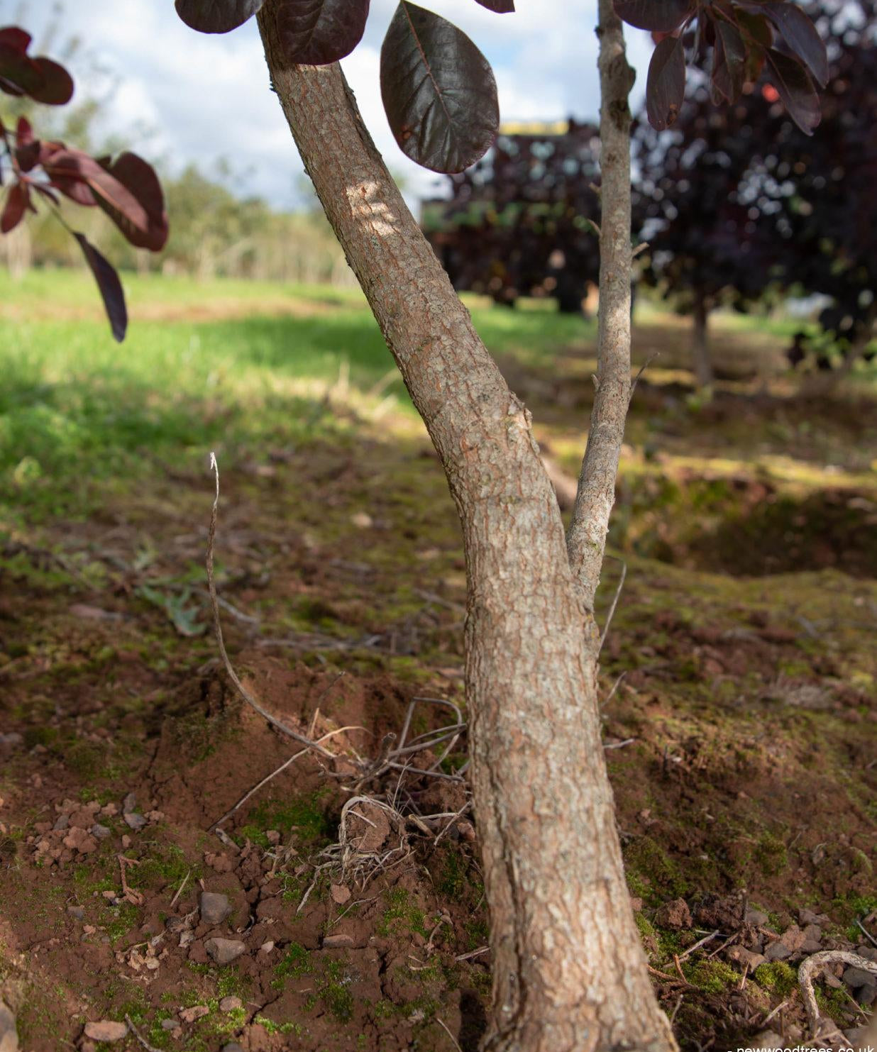 Cotinus coggygria ‘Royal Purple 2 1236x1500 1