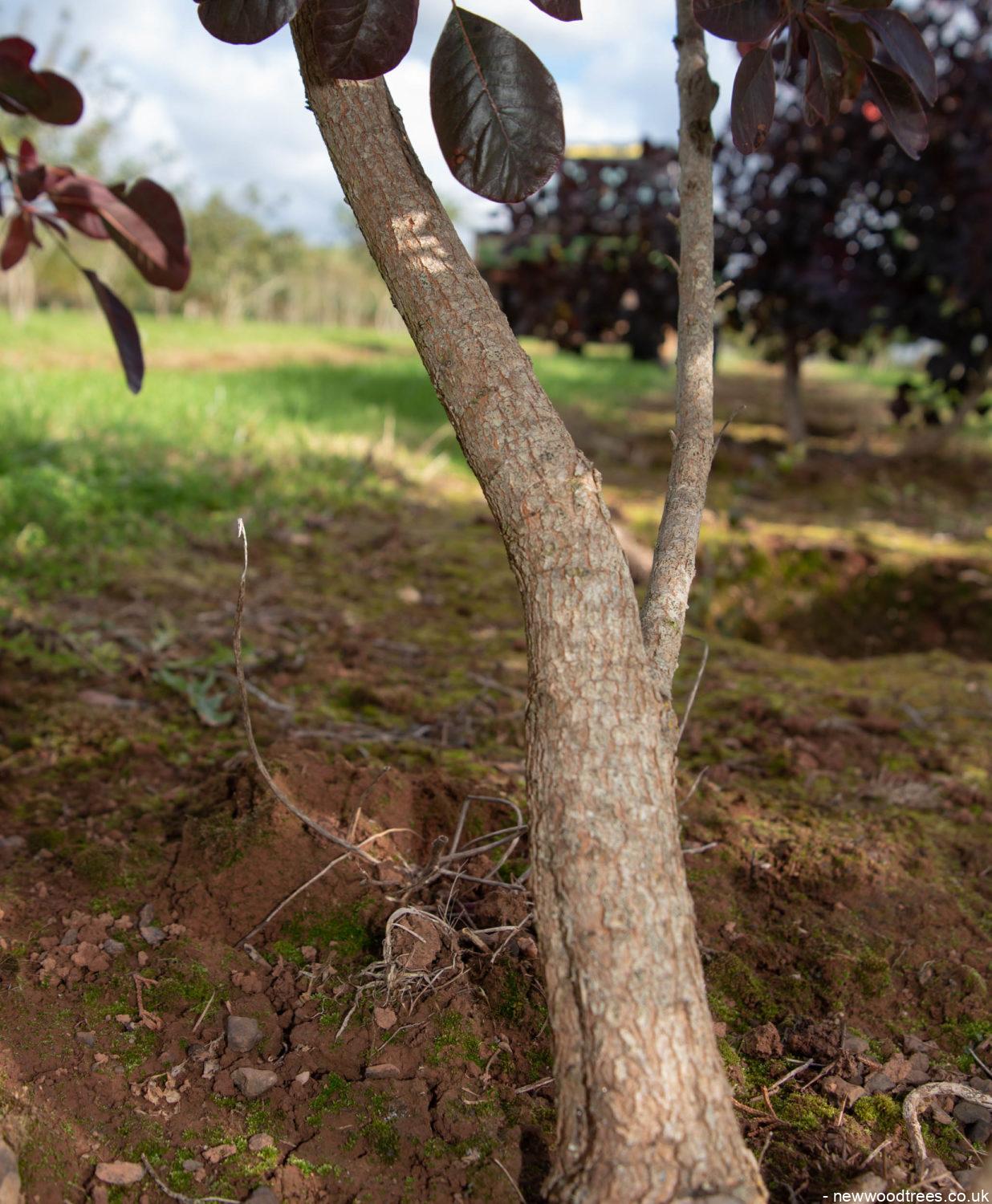 Cotinus coggygria ‘Royal Purple 2 1236x1500 1