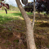 Cotinus coggygria ‘Royal Purple 2 1236x1500 1