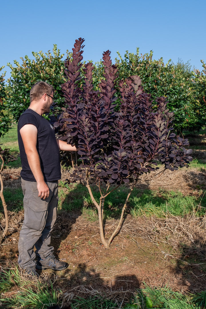Cotinus coggygria ‘Royal purple’ NWT Products 25 26 0004
