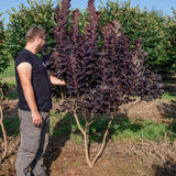 Cotinus coggygria ‘Royal purple’ NWT Products 25 26 0004
