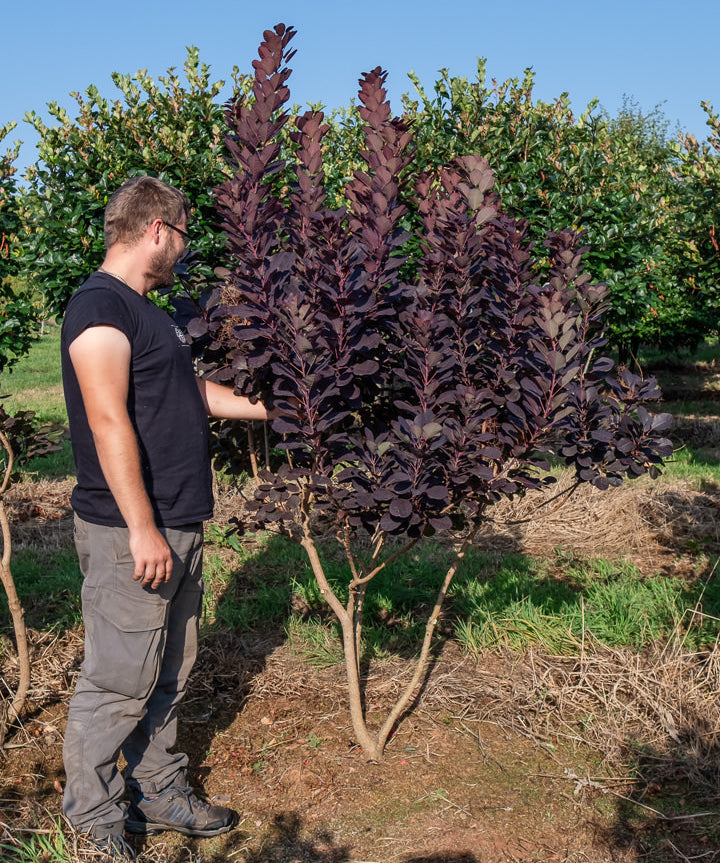 Cotinus coggygria ‘Royal purple’ NWT Products 25 26 0004