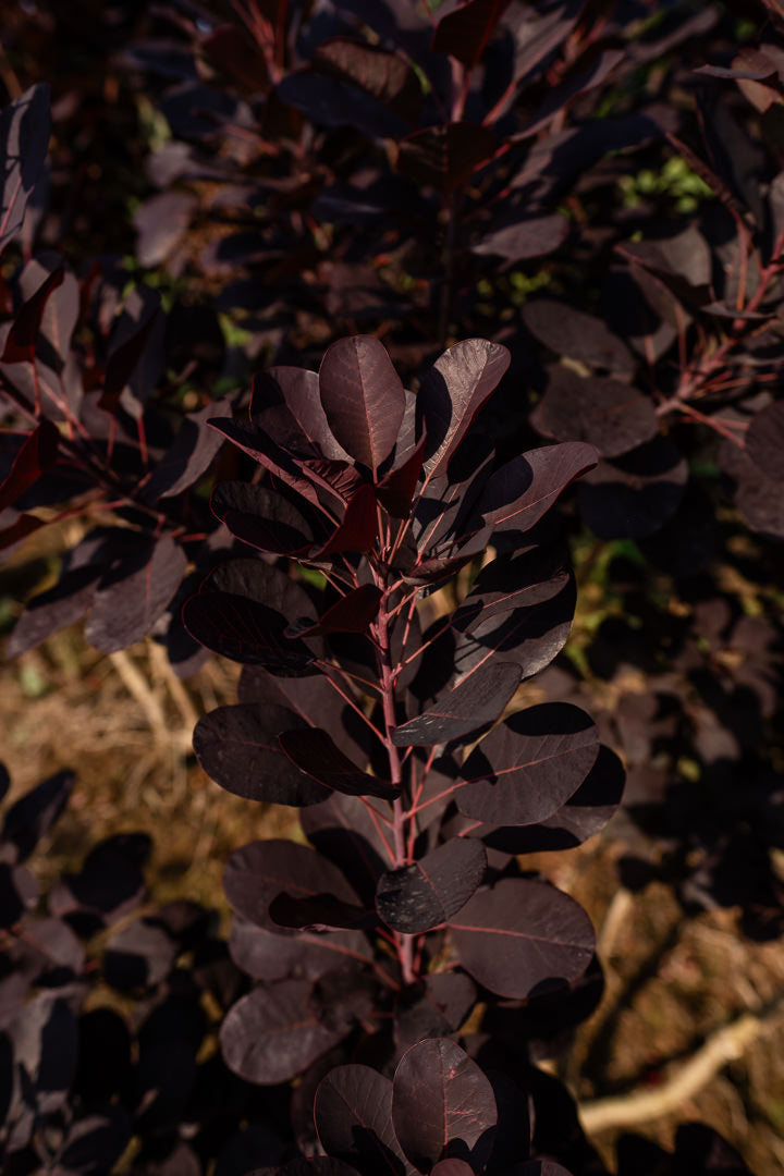 Cotinus coggygria ‘Royal purple’ NWT Products 25 26 0006