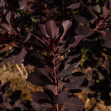 Cotinus coggygria ‘Royal purple’ NWT Products 25 26 0006