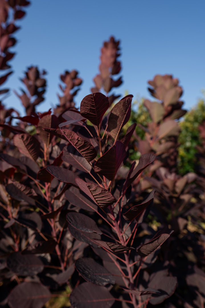 Cotinus coggygria ‘Royal purple’ NWT Products 25 26 0007