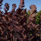 Cotinus coggygria ‘Royal purple’ NWT Products 25 26 0007
